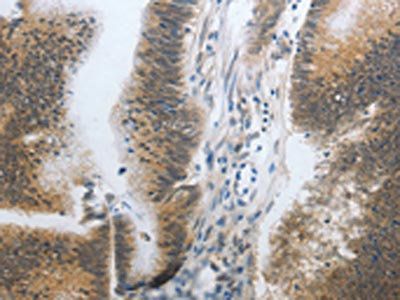 CST3 Antibody