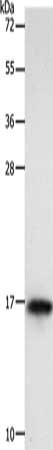 CST3 Antibody