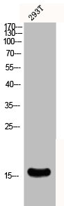 CST3 Antibody