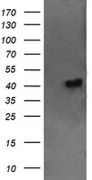 CST2 Antibody