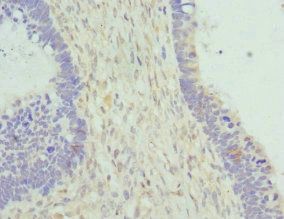 CYTH2 Antibody