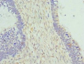 CYTH2 antibody