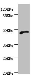 CYTH2 Antibody