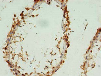 CYTL1 Antibody
