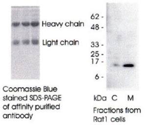 Sheep Human Cytochrome c Antibody