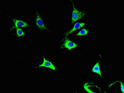 COX6A1 Antibody