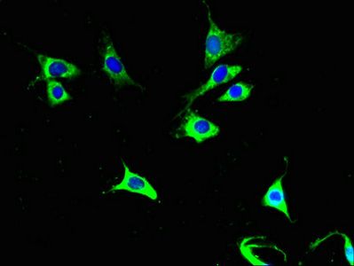 Cytochrome C antibody