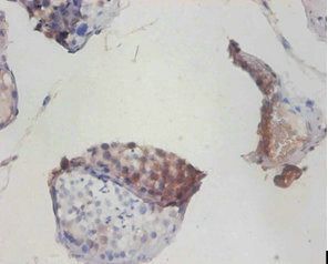 Cytochrome C antibody