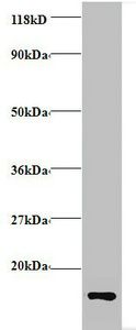 COX6A1 Antibody