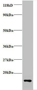 Cytochrome C antibody