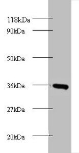 Cytochrome C antibody