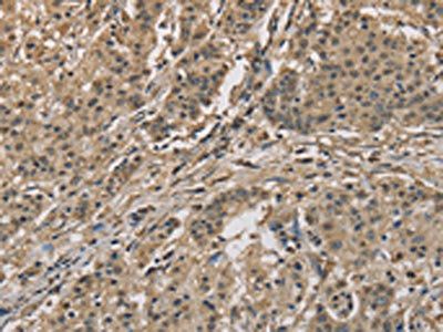 CYCS Antibody