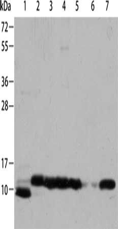 CYCS Antibody