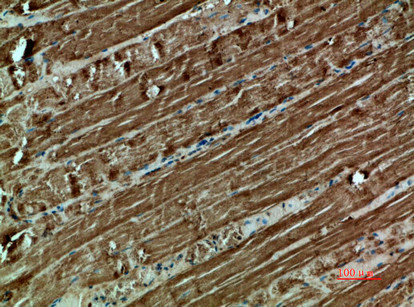 CYCS Antibody