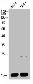 CYCS Antibody