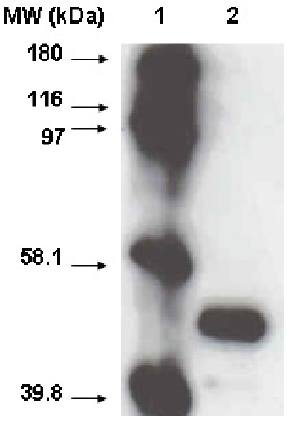 Mouse Human Cytochrome P450 2A6 Antibody