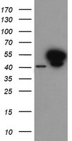 CYP2C9 Antibody