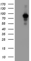 Cytochrome p450 2J2 Antibody