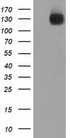 Cytochrome P450 Reductase Antibody