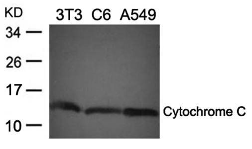 Cytochrome C Antibody