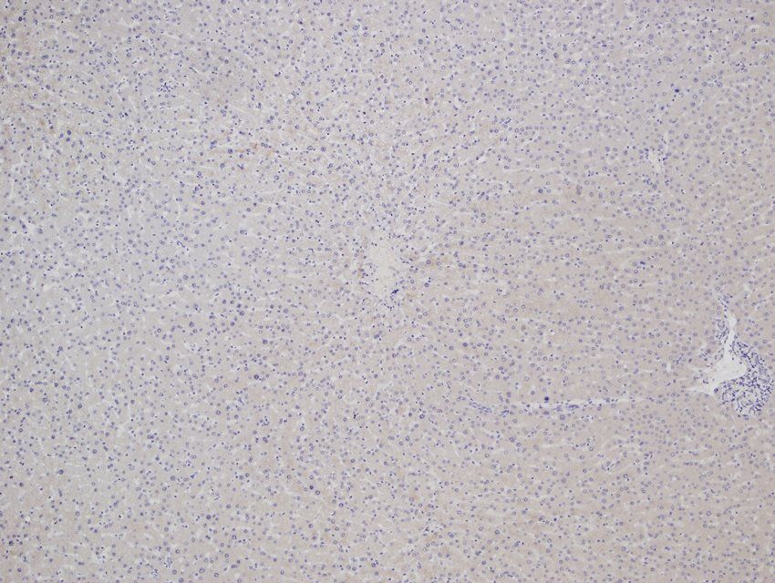 Cytochrome P450 2B1 antibody