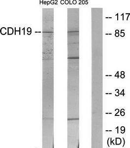 CDH19 Antibody