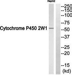 CDH2 Antibody