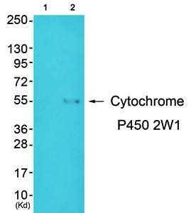 CDH2 Antibody