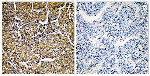 Cytochrome P450 8B1 antibody