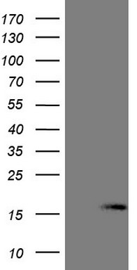 Cytokeratin 16 Antibody