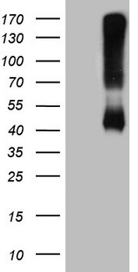 KRT18 Antibody