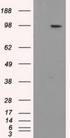 KRT18 Antibody