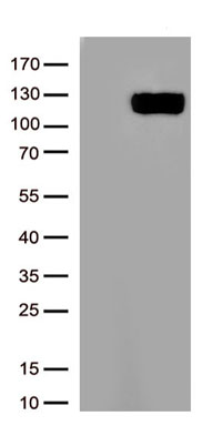 KRT5 Antibody