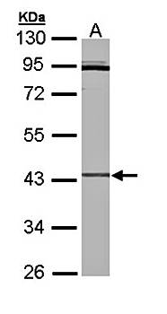 Cytokine receptor-like factor 1 antibody
