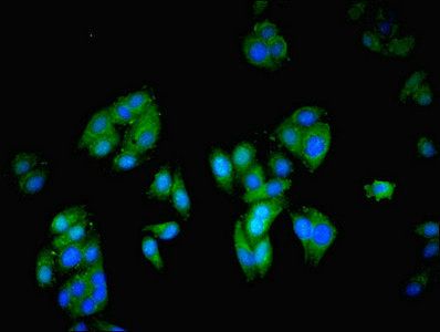 NCK2 Antibody