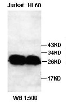 D4 GDI antibody