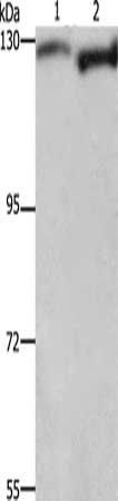 DAAM1 Antibody