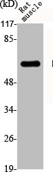 DAB1 antibody