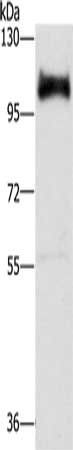 DAB2 Antibody