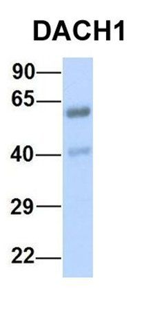 DACH1 antibody
