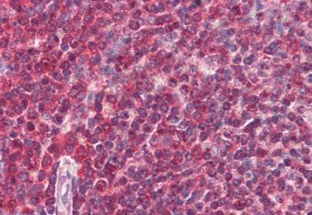 Goat anti-DAGLA Antibody