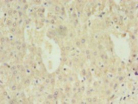 DAO Antibody