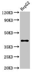 DAO antibody