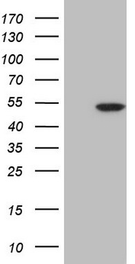 DAP3 Antibody