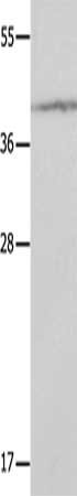 DAP3 Antibody