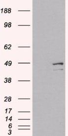 DAP3 antibody