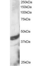 DAP3 antibody