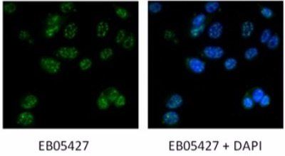 Goat anti-DAP3 Antibody