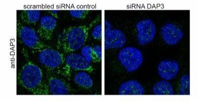 DAP3 antibody