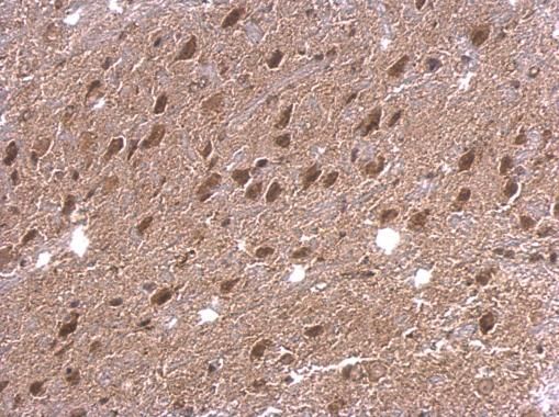 DAP5 antibody